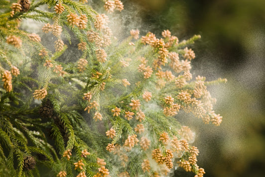 Pollen in the air from a Japanese Cedar