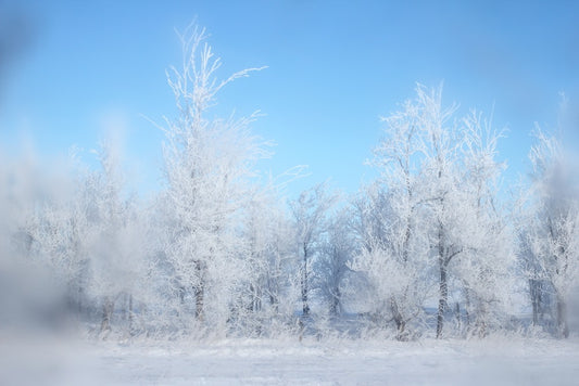 Winter Landscape