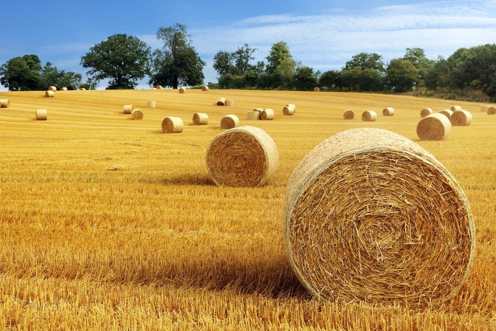 Golden Field Containing Hay Bales